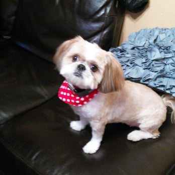 Paws and Suds - Paws and Suds On Central Ave Jc Nj Is An Extremely Wonderful Groomer... I Highly Recommend Them ...Thanks For All You Do - Pet Groomers Near Me - Union City, New Jersey Paws and Suds - Paws and Suds On Central Ave Jc Nj Is An Extremely Wonderful Groomer... I Highly Recommend Them ...Thanks For All You Do - Pet Groomers Near Me - Union City, New Jersey