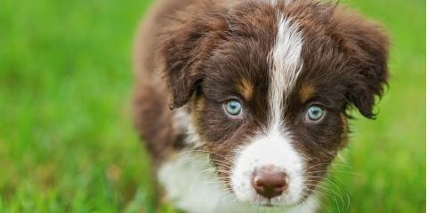 All Creatures' Inn - pet boarding facility in Nicholasville, KY