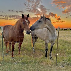 KK’s Horse Hotel