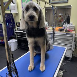 Golden Touch Grooming - after their spa grooming By Bentley