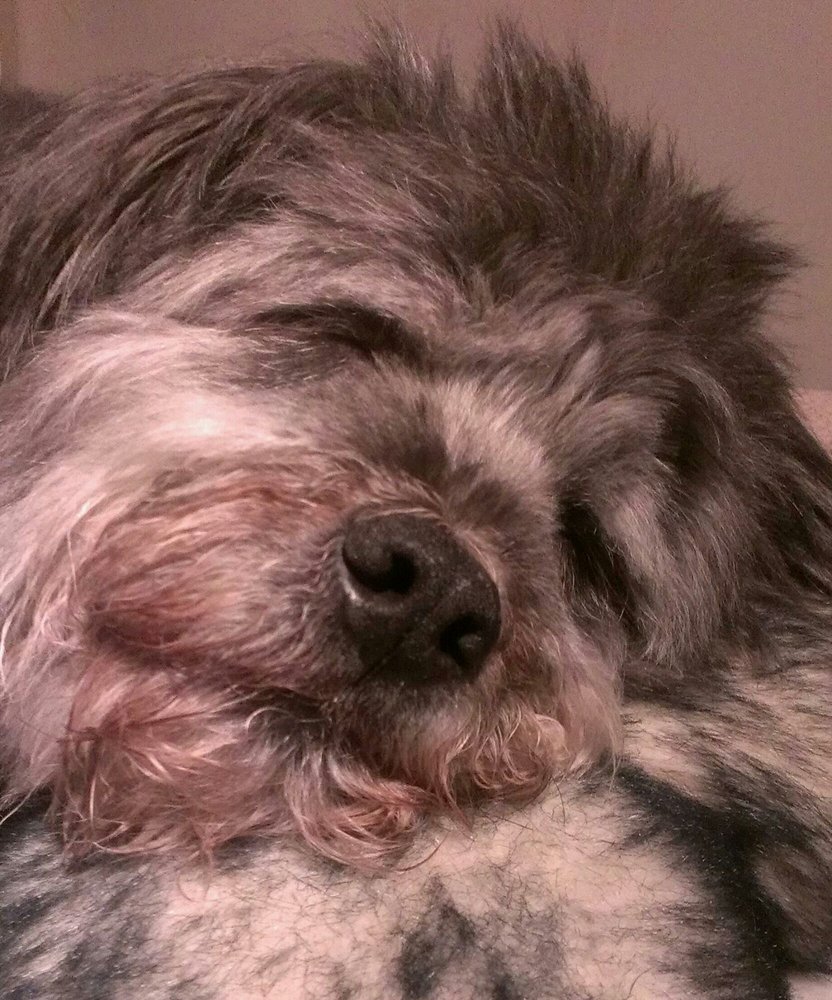 EASTGATE ANIMAL CLINIC 39 Photos & 52 Reviews 5082 Park Ave