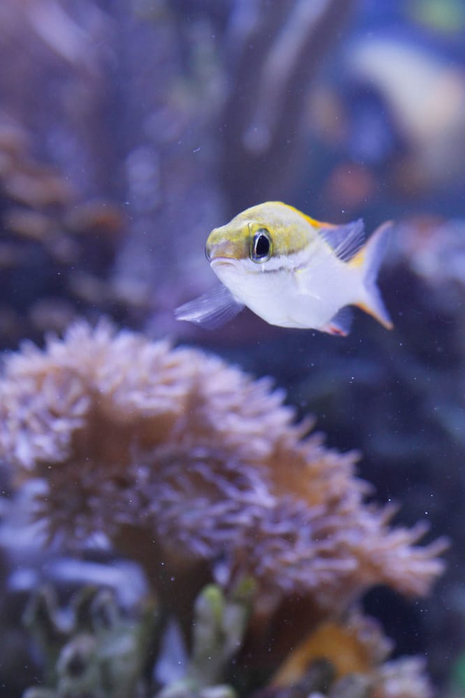 ANCHOR AQUARIUM SERVICE INC. Updated September 2024 18 Photos & 15