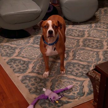 For Pet's Sake - We travel to you! 8504084534 www.forpetssakecare.com #petsitter #dogsitter #dogwalker #housesitter #fsu #tallahassee - Pet Sitting Near Me - Tallahassee, Florida