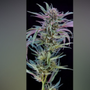 Photo of Buds Out
