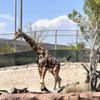 El Paso Zoo gift card