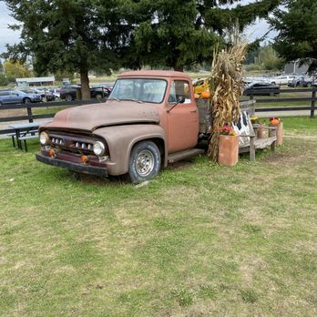 Thomasson Family Farm - Awesome old truck next to the corn maze. - Pumpkin Patches Near Me - Enumclaw, Washington Thomasson Family Farm - Awesome old truck next to the corn maze. - Pumpkin Patches Near Me - Enumclaw, Washington