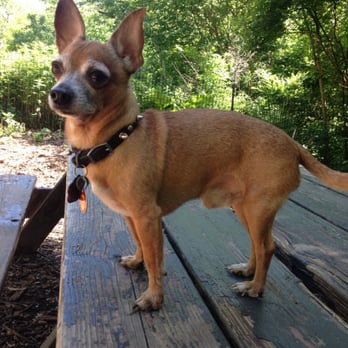 Saint Nicholas Park Dog Run - Mr. Pepe Sanchez - Dog Parks Near Me - New York, New York