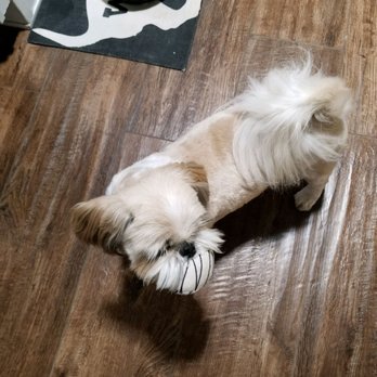 cat spaceship backpack