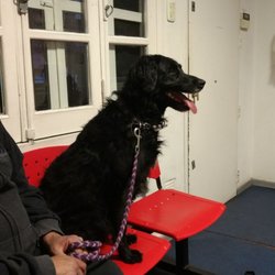 Veterinario Chilavert - Sentada como una señorita