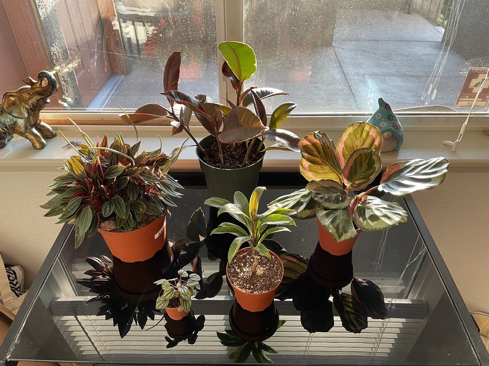 PLANTE Updated October 2024 17 Photos & 11 Reviews 375 McCaslin