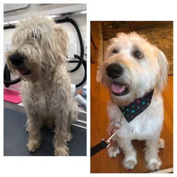 four lucky paws mobile grooming