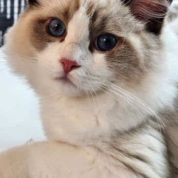 Fur Real Ragdolls - Pet Breeders Near Me Fur Real Ragdolls - Pet Breeders Near Me