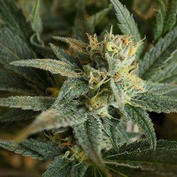 The Herbal Alternative