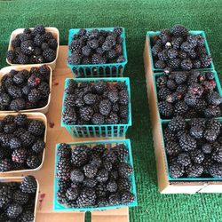 Strawberry Stand Leisure Town Rd - Blackberry