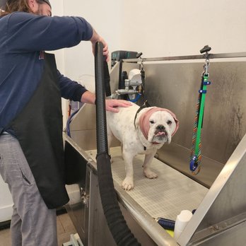 Ruff Haus Grooming - They have covers for your dog's ears when you blow dry them - Pet Groomers Near Me - Costa Mesa, California Ruff Haus Grooming - They have covers for your dog's ears when you blow dry them - Pet Groomers Near Me - Costa Mesa, California