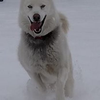 Premier Boarding Kennel - We have outside play time even in the snow. - Pet Groomers Near Me - Marengo, Ohio Premier Boarding Kennel - We have outside play time even in the snow. - Pet Groomers Near Me - Marengo, Ohio