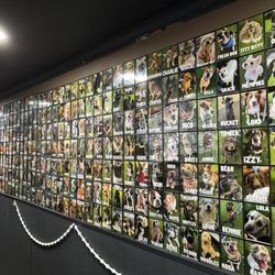 The dog photo wall