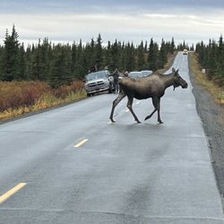 Mayflower Cruises & Tours - Moose crossing road to Wasilla