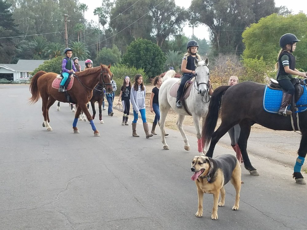 MTF LEATHER REPAIR Updated September 2024 Poway, California Horse