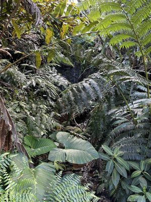 ʻAkaka Falls State Park by null