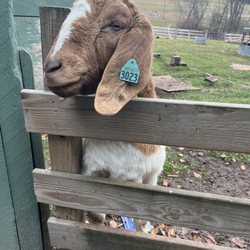 Schoolhouse Earth - You can feed the goats!