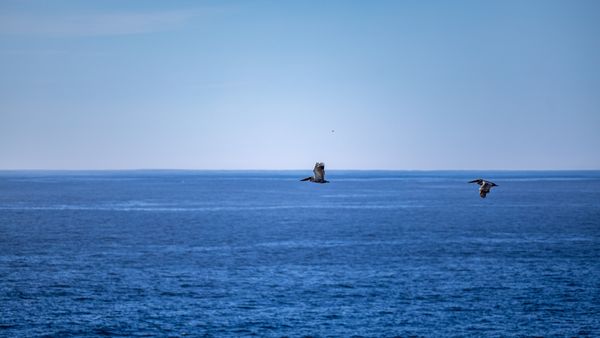 Point Lobos State Natural Reserve by null
