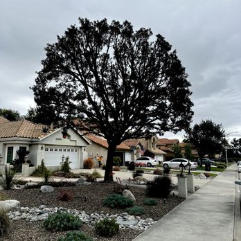 1. Espino Trees