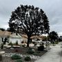 Photo of Espino Trees 