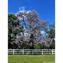 Alvin P. Williams Memorial Park - Spring at Alvin will always be my favorite because of this tree | #intenselypassionatephotography