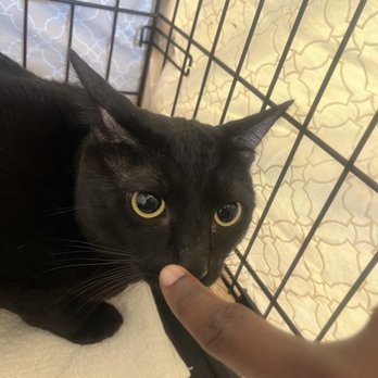 Purradise Cat Care Inc. - He slowly started to interact with them more! - Veterinarians Near Me - Honolulu, Hawaii Purradise Cat Care Inc. - He slowly started to interact with them more! - Veterinarians Near Me - Honolulu, Hawaii