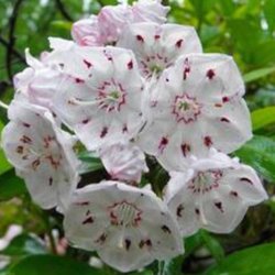 Mountain Laurel Massage and Body Therapy