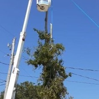 1. Perez Vasquez Tree Service