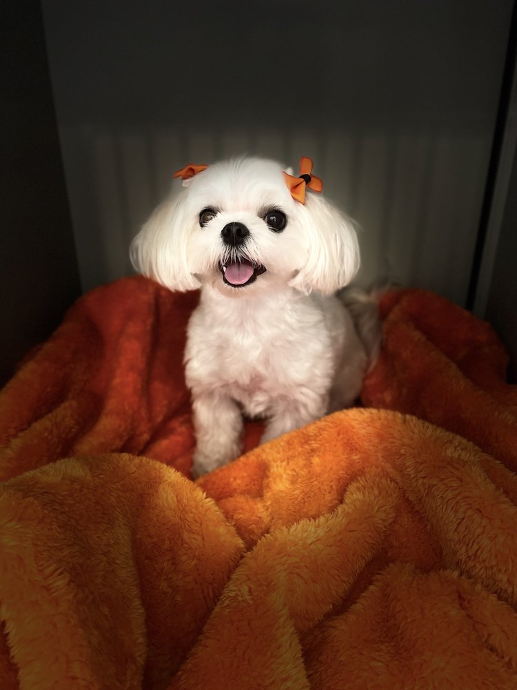 HOUSE OF PAW 158 Photos & 132 Reviews 5229 E 2nd St, Long Beach