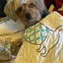 Photo of Town & Country Animal Hospital
