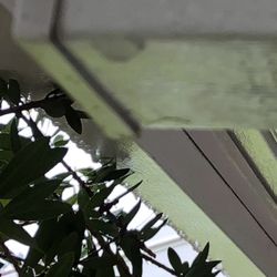 Backyard and Home - Leak
