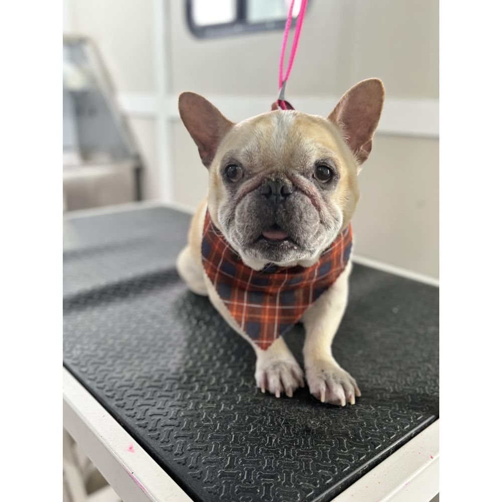 AYANNA’S GROOM ROOM Columbus, Ohio Updated October 2024 Request