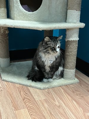 Catnip Cat Cafe by null