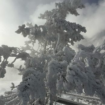 Yellowstone Expeditions - Ice crystals formed to cover the tree outside Beryl Spring - Tours Near Me - West Yellowstone, Montana Yellowstone Expeditions - Ice crystals formed to cover the tree outside Beryl Spring - Tours Near Me - West Yellowstone, Montana