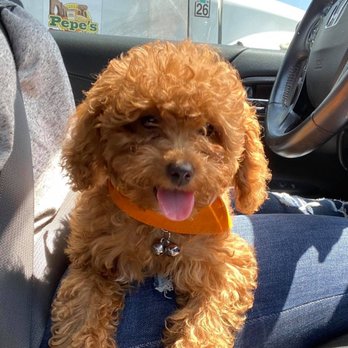 Petco - Bella - Pet Stores Near Me - Mountain View, California