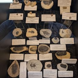 The Naranjo Museum of Natural History