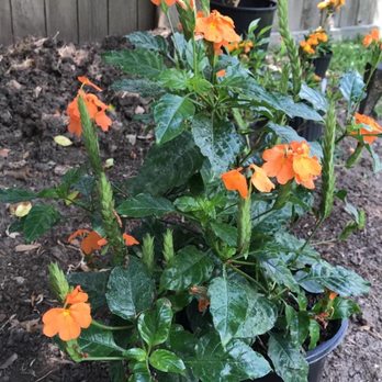 Renken's Nursery - a potted plant with orange flowers - Nurseries & Gardening Near Me - Victoria, Texas Renken's Nursery - a potted plant with orange flowers - Nurseries & Gardening Near Me - Victoria, Texas