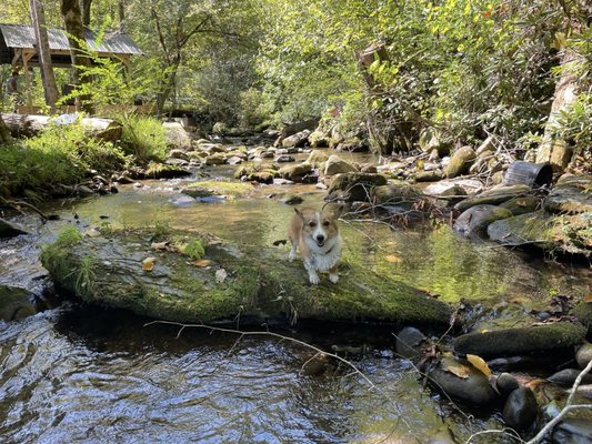 Roaring Fork Motor Nature Trail by null