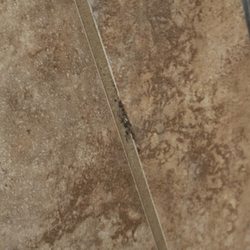Sun Outdoors Yellowstone North - Black mold on a shower wall?