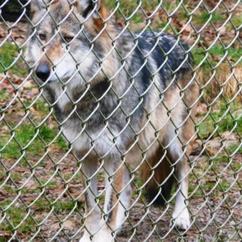 Wolf Haven International - One of the Mexican Grey Wolves. I think it thought it saw something tasty behind us or something - Educational Services Near Me - Tenino, Washington Wolf Haven International - One of the Mexican Grey Wolves. I think it thought it saw something tasty behind us or something - Educational Services Near Me - Tenino, Washington
