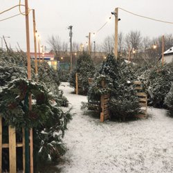 Annie's Christmas Trees