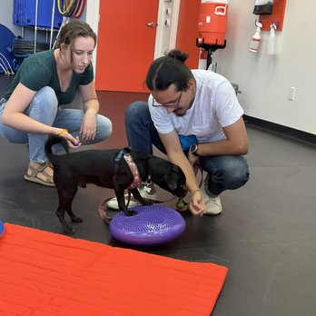 Zoom Room Dog Training - Pet Training Near Me - Long Beach, California Zoom Room Dog Training - Pet Training Near Me - Long Beach, California