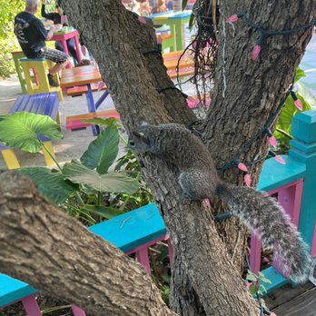Florida Keys Brewing - A new friend in the backyard patio - Breweries Near Me - Islamorada, Florida