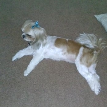 Messy Mutt - Pebbles groomed by messy Mutt - Pet Groomers Near Me Messy Mutt - Pebbles groomed by messy Mutt - Pet Groomers Near Me