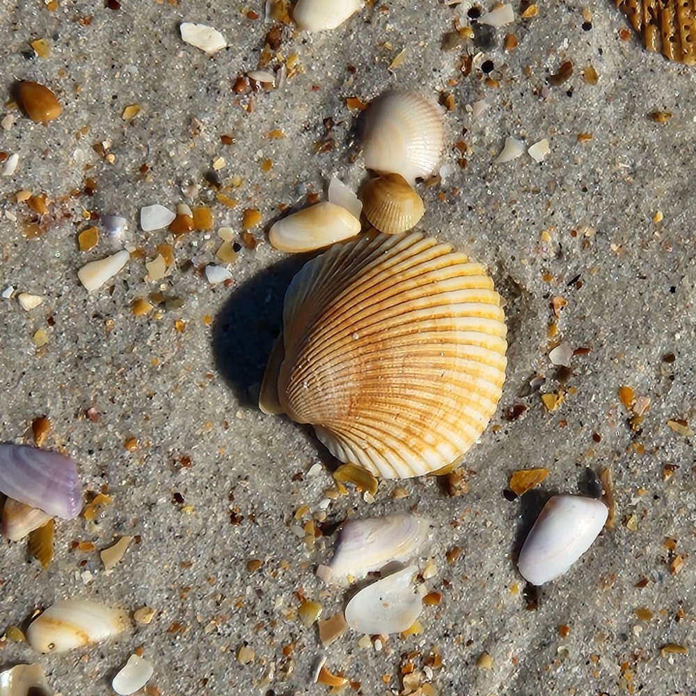 Guana River State Park Image