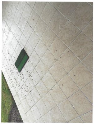 Terminix Termite & Pest Protection